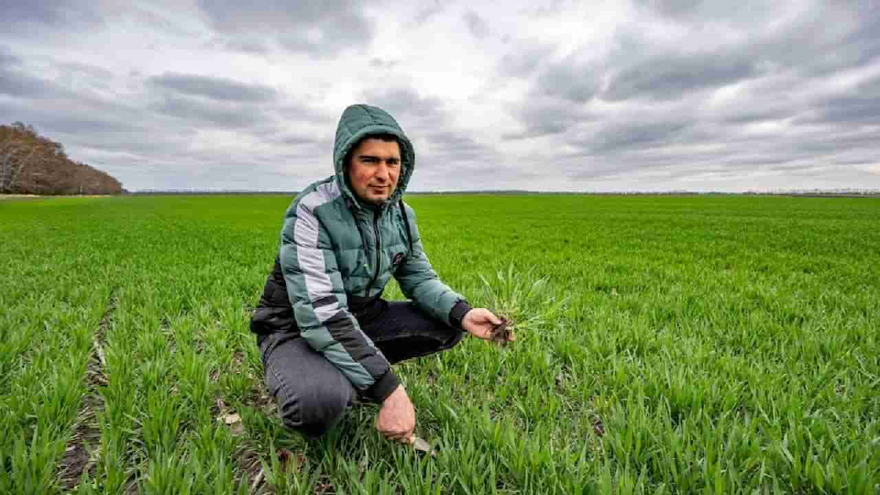 Wheat: ಉಕ್ರೇನ್ ಯುದ್ಧದ ನಂತರ ಜಗತ್ತಿನಲ್ಲಿ ಉಳಿದಿರುವುದು ಕೇವಲ 10 ವಾರಕ್ಕಾಗುವಷ್ಟು ಗೋಧಿ ಮಾತ್ರ: ವರದಿ