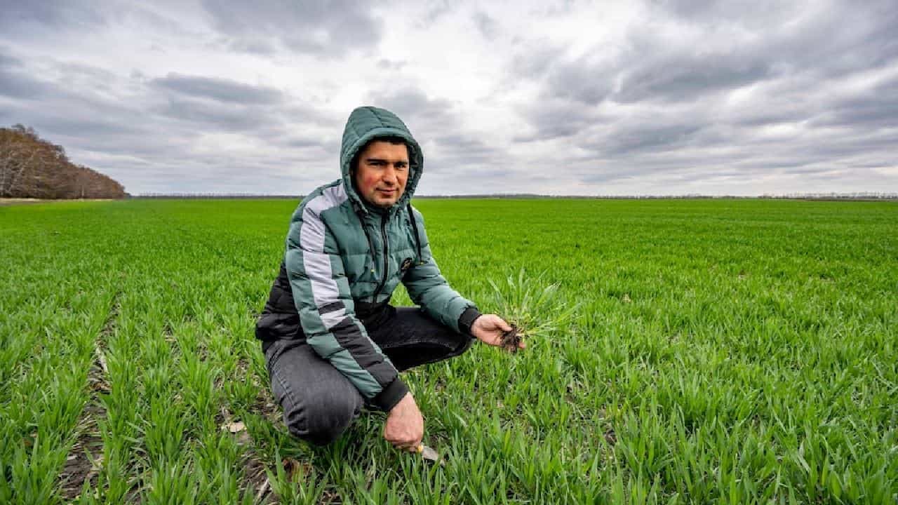 Wheat: ಉಕ್ರೇನ್ ಯುದ್ಧದ ನಂತರ ಜಗತ್ತಿನಲ್ಲಿ ಉಳಿದಿರುವುದು ಕೇವಲ 10 ವಾರಕ್ಕಾಗುವಷ್ಟು ಗೋಧಿ ಮಾತ್ರ: ವರದಿ Wheat: ಉಕ್ರೇನ್ ಯುದ್ಧದ ನಂತರ ಜಗತ್ತಿನಲ್ಲಿ ಉಳಿದಿರುವುದು ಕೇವಲ 10 ವಾರಕ್ಕಾಗುವಷ್ಟು ಗೋಧಿ ಮಾತ್ರ: ವರದಿ