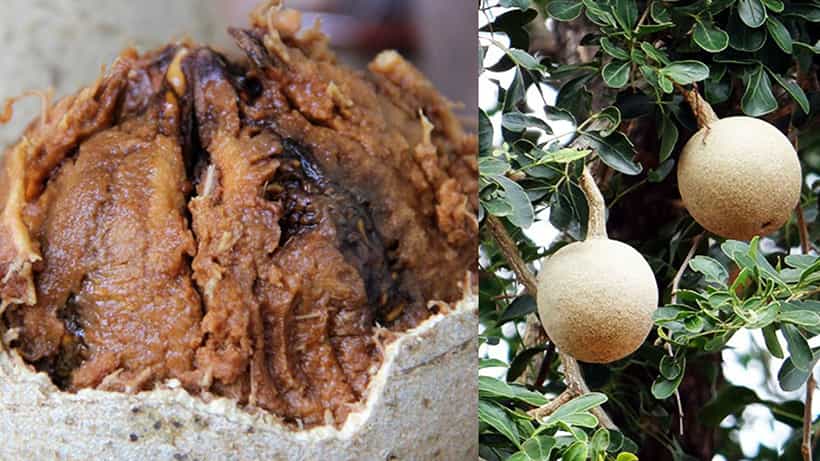 Health Tips: ಬೇಸಿಗೆಯಲ್ಲಿ ರೋಗ ನಿರೋಧಕ ಶಕ್ತಿ ಹೆಚ್ಚಿಸಿಕೊಳ್ಳಲು ಈ ಸಿಂಪಲ್ ಜ್ಯೂಸ್ಗಳನ್ನು ಸೇವಿಸಿ; ಬೇಲದ ಹಣ್ಣಿನ ಬಳಕೆ ಮಾಡಿ