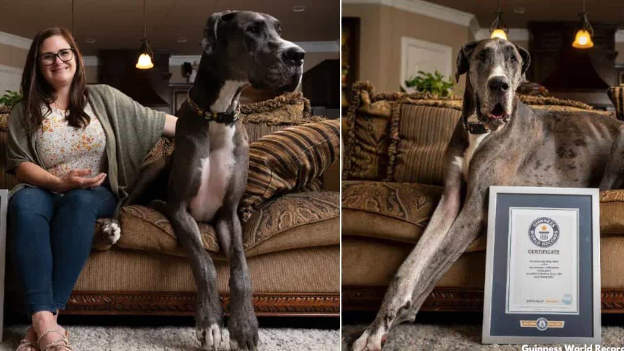 World's tallest Dog: ಪ್ರಪಂಚದ ಅತ್ಯಂತ ಎತ್ತರದ ಶ್ವಾನ ಎಂಬ ದಾಖಲೆ ಬರೆದ ‘ಜೀಯಸ್’; ಇಲ್ಲಿದೆ ಕುತೂಹಲಕರ ವಿಚಾರ World's tallest Dog: ಪ್ರಪಂಚದ ಅತ್ಯಂತ ಎತ್ತರದ ಶ್ವಾನ ಎಂಬ ದಾಖಲೆ ಬರೆದ ‘ಜೀಯಸ್’; ಇಲ್ಲಿದೆ ಕುತೂಹಲಕರ ವಿಚಾರ
