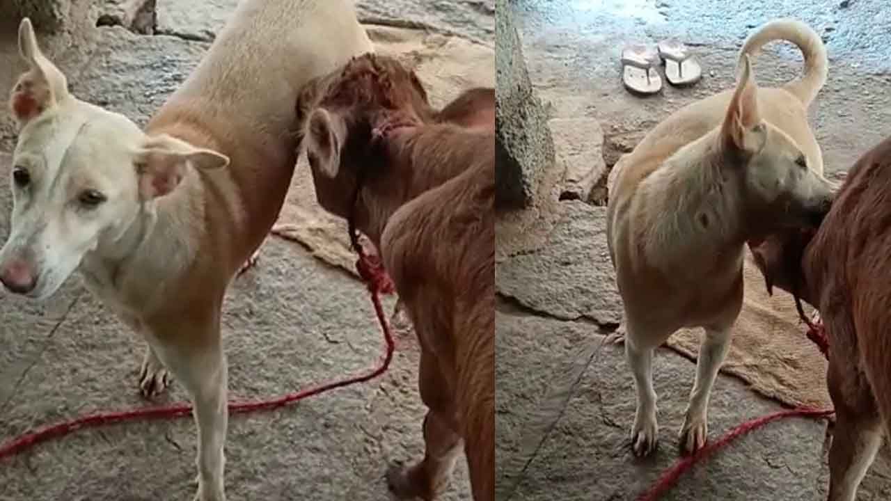 ನಾಯಿಯ ಹಾಲು ಕುಡಿದ ಕರು; ಅಚ್ಚರಿ ವಿಡಿಯೋ ನೋಡಿ