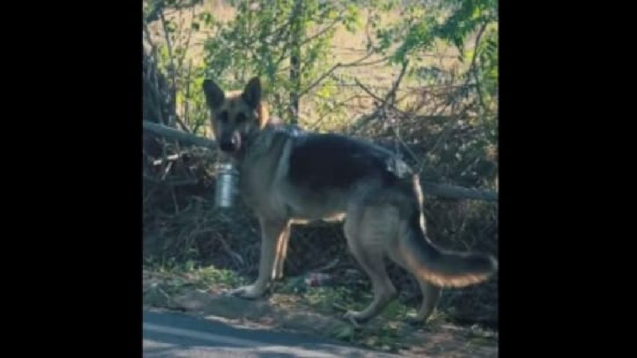 Viral Video: 2 ಕಿ.ಮೀ. ದೂರದ ಅಪ್ಪನ ಆಫೀಸಿಗೆ ಊಟದ ಬಾಕ್ಸ್ ತೆಗೆದುಕೊಂಡು ಹೋಗುತ್ತೆ ಈ ನಾಯಿ; ವಿಡಿಯೋ ವೈರಲ್ Viral Video: 2 ಕಿ.ಮೀ. ದೂರದ ಅಪ್ಪನ ಆಫೀಸಿಗೆ ಊಟದ ಬಾಕ್ಸ್ ತೆಗೆದುಕೊಂಡು ಹೋಗುತ್ತೆ ಈ ನಾಯಿ; ವಿಡಿಯೋ ವೈರಲ್
