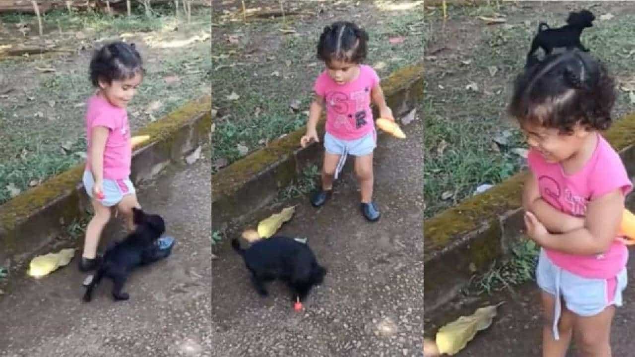 Viral Video: ಚಿಕ್ಕ ಹುಡುಗಿಯನ್ನು ಯಾಮಾರಿಸಿ ಲಾಲಿಪಾಪ್ ಕಚ್ಚಿಕೊಂಡು ಓಡಿದ ನಾಯಿಮರಿ; ವಿಡಿಯೋ ವೈರಲ್ Viral Video: ಚಿಕ್ಕ ಹುಡುಗಿಯನ್ನು ಯಾಮಾರಿಸಿ ಲಾಲಿಪಾಪ್ ಕಚ್ಚಿಕೊಂಡು ಓಡಿದ ನಾಯಿಮರಿ; ವಿಡಿಯೋ ವೈರಲ್