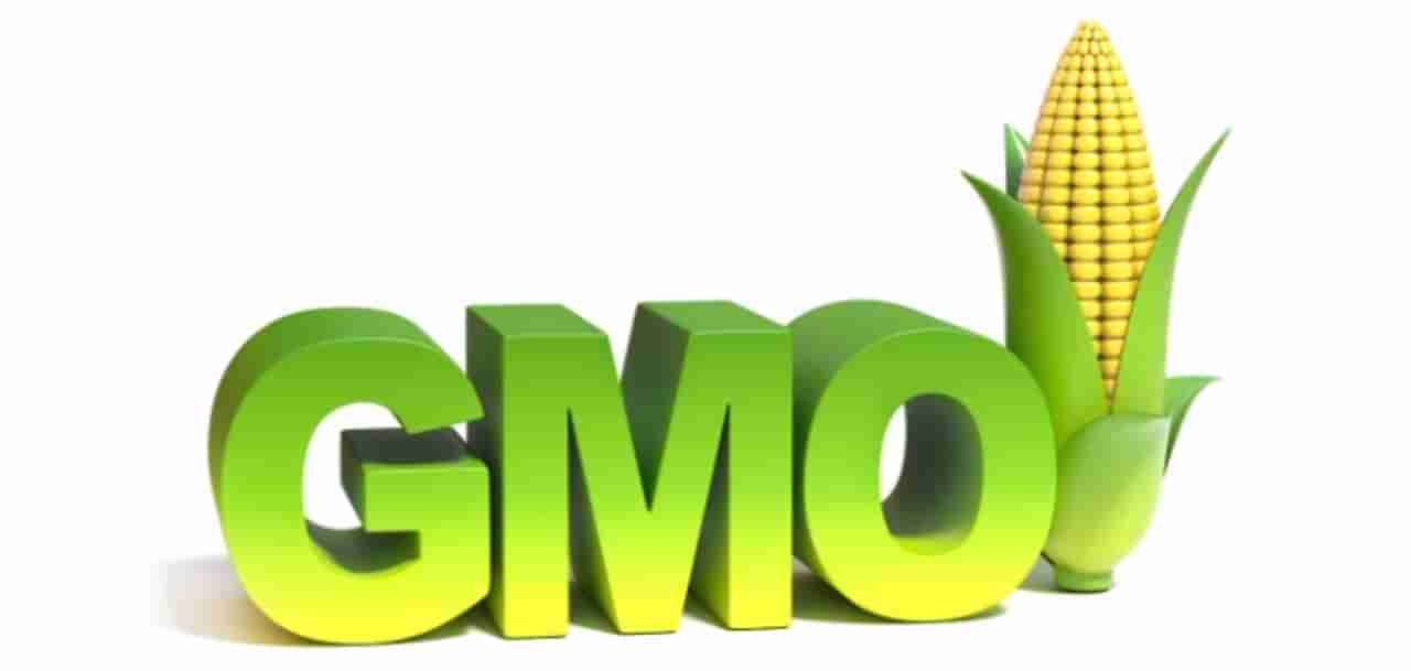 GMO : ಅಭಿವೃದ್ಧಿಶೀಲ ರಾಷ್ಟ್ರಗಳಲ್ಲಿ ಪೌಷ್ಟಿಕಾಂಶದ ಭದ್ರತೆಯನ್ನು ಸಾಧಿಸಲು ತಳೀಯವಾಗಿ ಮಾರ್ಪಡಿಸಿದ ಆಹಾರವು ಪ್ರಮುಖವಾಗಿದೆ