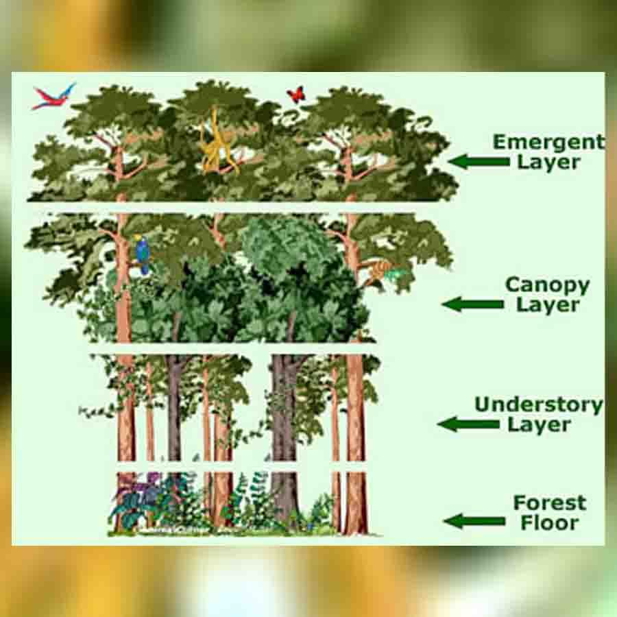 Jeevavemba Jaaladolage Science and Environment Question and Answer Column by Suma Sudhakiran 