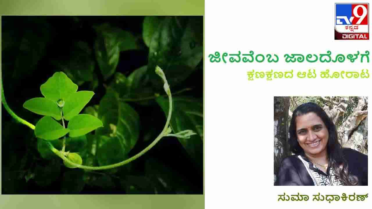 Science and Environment : ಜೀವವೆಂಬ ಜಾಲದೊಳಗೆ: ಏನಿದು ‘ಅಂಡರ್ ಸ್ಟೋರಿ’ ರಹಸ್ಯ