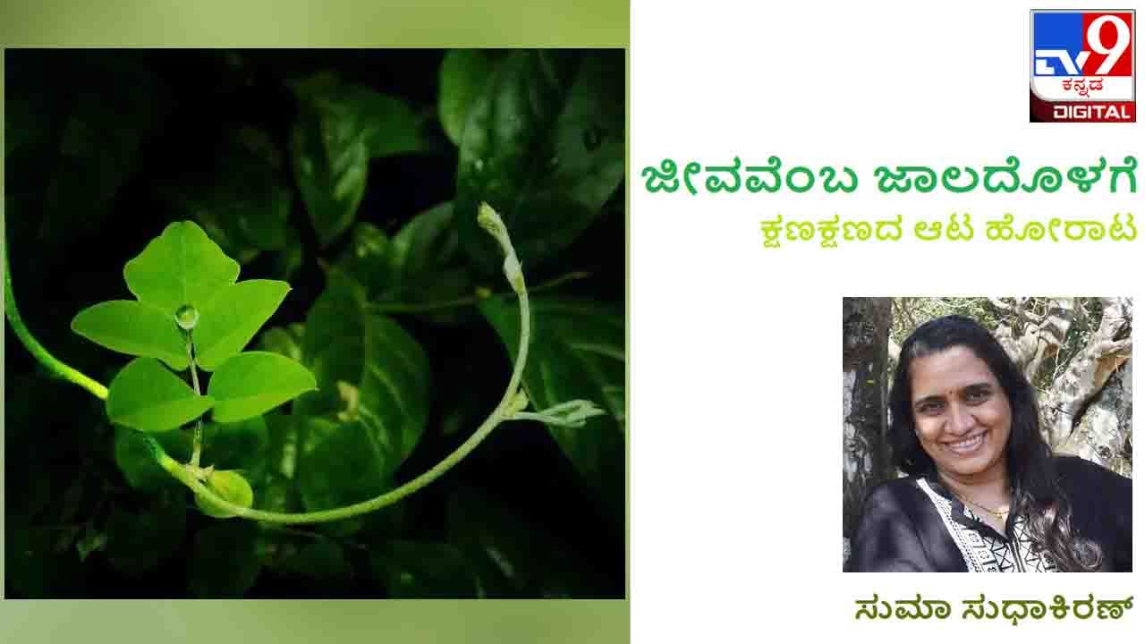 Science and Environment : ಜೀವವೆಂಬ ಜಾಲದೊಳಗೆ: ಏನಿದು ‘ಅಂಡರ್ ಸ್ಟೋರಿ’ ರಹಸ್ಯ Science and Environment : ಜೀವವೆಂಬ ಜಾಲದೊಳಗೆ: ಏನಿದು ‘ಅಂಡರ್ ಸ್ಟೋರಿ’ ರಹಸ್ಯ