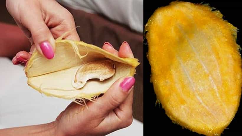 Mango Seed: ಮಾವಿನ ಗೊರಟೆ ಅಥವಾ ಮಾವಿನ ಬೀಜದ ಮಹಿಮೆ ತಿಳಿದುಕೊಳ್ಳಿ