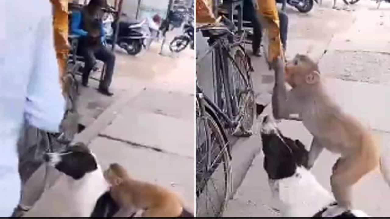 Viral Video: ಕೋತಿಗೆ ಅಂಗಡಿಯಿಂದ ಚಿಪ್ಸ್ ಪ್ಯಾಕೆಟ್ ಕದಿಯಲು ಸಹಾಯ ಮಾಡಿದ ನಾಯಿ; ಕ್ಯೂಟೆಸ್ಟ್ ವಿಡಿಯೋ ಇಲ್ಲಿದೆ Viral Video: ಕೋತಿಗೆ ಅಂಗಡಿಯಿಂದ ಚಿಪ್ಸ್ ಪ್ಯಾಕೆಟ್ ಕದಿಯಲು ಸಹಾಯ ಮಾಡಿದ ನಾಯಿ; ಕ್ಯೂಟೆಸ್ಟ್ ವಿಡಿಯೋ ಇಲ್ಲಿದೆ