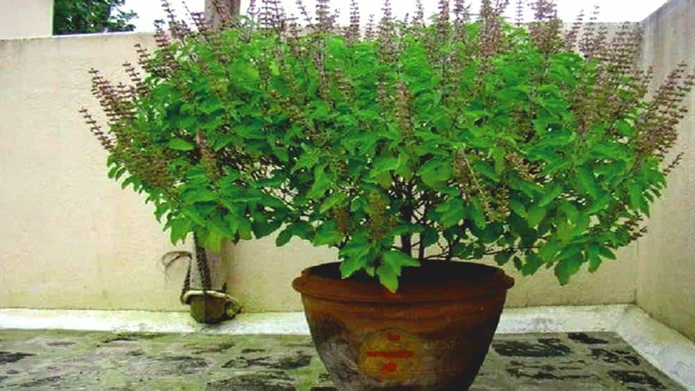 Vastu Tips: ಮನೆಯಲ್ಲಿ ಆರ್ಥಿಕ ಸಮಸ್ಯೆ ಇದೆಯಾ? ಮನೆಯಂಗಳದಲ್ಲಿ ತುಳಸಿ ಗಿಡ ನೆಡುವುದರಿಂದ ಲಕ್ಷ್ಮಿಕಟಾಕ್ಷ ಖಚಿತ Vastu Tips: ಮನೆಯಲ್ಲಿ ಆರ್ಥಿಕ ಸಮಸ್ಯೆ ಇದೆಯಾ? ಮನೆಯಂಗಳದಲ್ಲಿ ತುಳಸಿ ಗಿಡ ನೆಡುವುದರಿಂದ ಲಕ್ಷ್ಮಿಕಟಾಕ್ಷ ಖಚಿತ