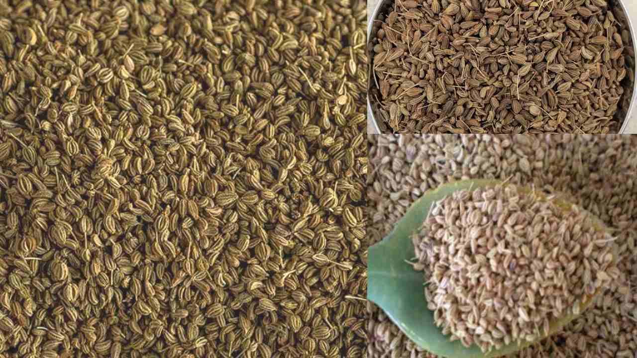 Ajwain health benefits ಅಜೀರ್ಣಕ್ಕೆ ಪ್ರಕೃತಿ ನೀಡಿದ ವರದಾನವೇ ಒಂದು ಚಮಚ ಓಮು