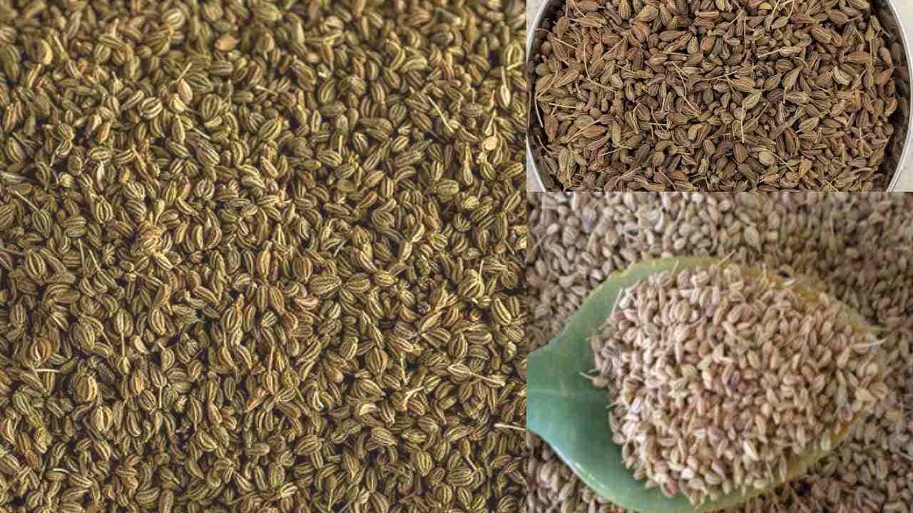 Ajwain health benefits: ಅಜೀರ್ಣಕ್ಕೆ ಪ್ರಕೃತಿ ನೀಡಿದ ವರದಾನವೇ ಒಂದು ಚಮಚ ಓಮು ಕಾಳಿನ ಚೂರ್ಣ! Ajwain health benefits: ಅಜೀರ್ಣಕ್ಕೆ ಪ್ರಕೃತಿ ನೀಡಿದ ವರದಾನವೇ ಒಂದು ಚಮಚ ಓಮು ಕಾಳಿನ ಚೂರ್ಣ!