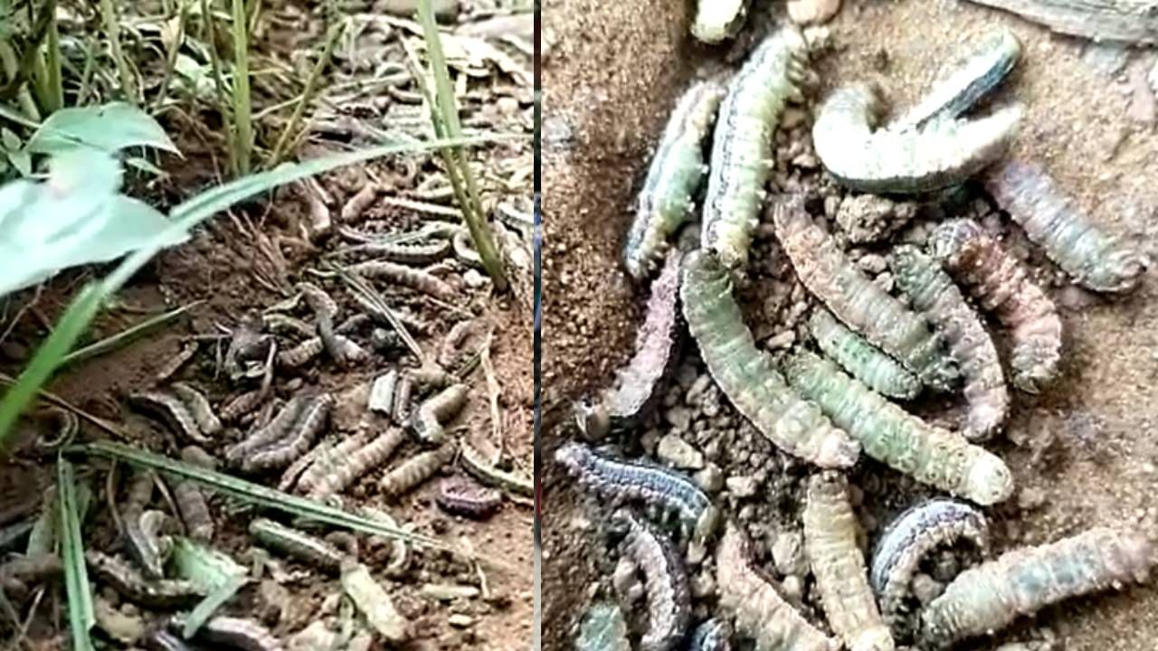 ಅಕಾಲಿಕ ಮಳೆಯಿಂದ ಸೈನಿಕ ಹುಳುವಿನ ಕಾಟ: ಕೀಟ ಭಾದೆಯಿಂದ ಕಂಗಾಲಾದ ರೈತ ಅಕಾಲಿಕ ಮಳೆಯಿಂದ ಸೈನಿಕ ಹುಳುವಿನ ಕಾಟ: ಕೀಟ ಭಾದೆಯಿಂದ ಕಂಗಾಲಾದ ರೈತ