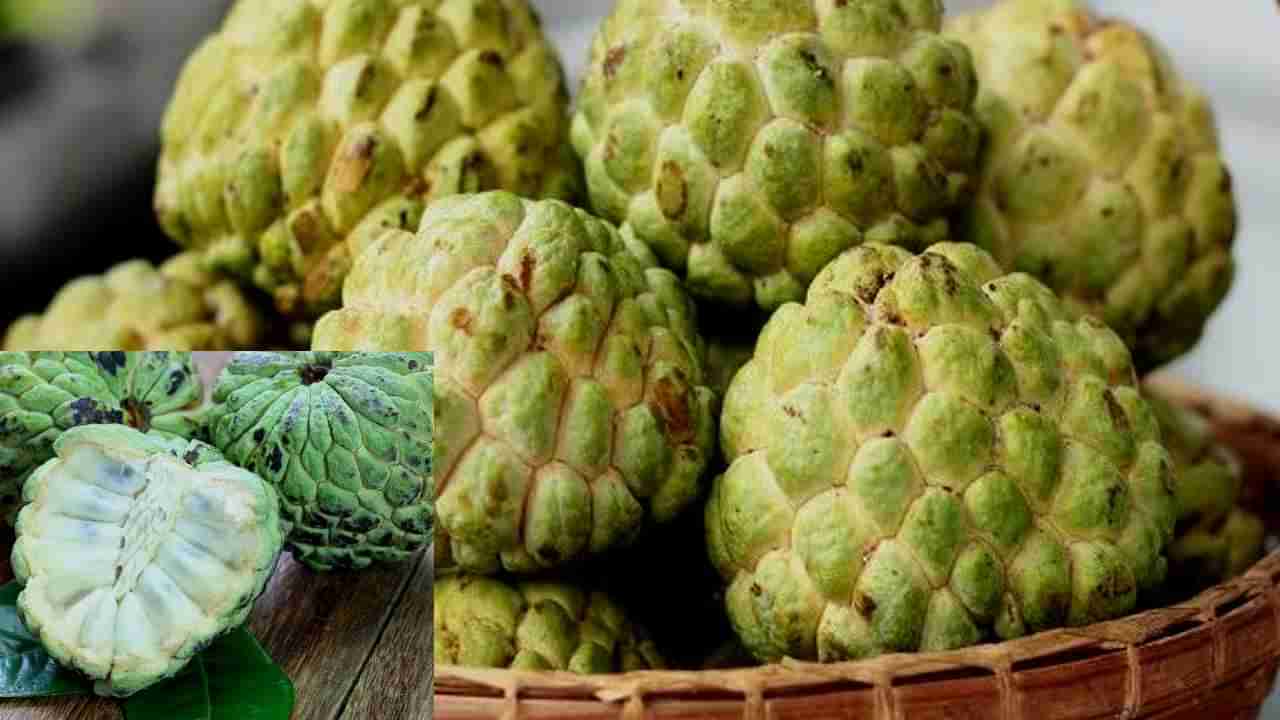 Custard Apple: ಮೆದುಳಿನ ಬೆಳವಣಿಗೆಗಾಗಿ ಮಕ್ಕಳಿಗೆ ತಿನ್ನಿಸಬೇಕು ಸೀತಾಫಲ ಅಥವಾ ಜಾನಕಿ ಫಲ