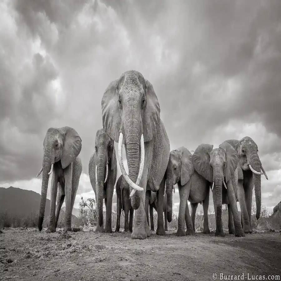 The last of Africa's big tusker elephants – in pictures