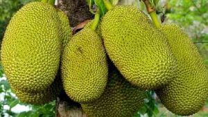 Jackfruit side effects: ಹಲಸಿನ ಹಣ್ಣು ತಿಂದ ನಂತರ ಈ ಪದಾರ್ಥಗಳನ್ನು ತಿನ್ನಬೇಡಿ..!