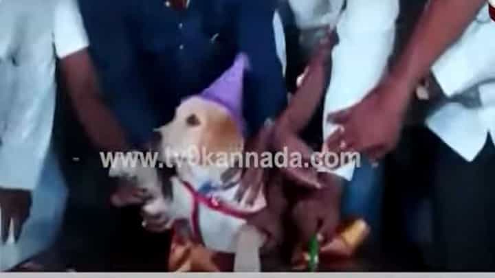 ಬೆಳಗಾವಿ: ಕೇಕ್ ಕತ್ತರಿಸಲು ಗ್ರಾ. ಪಂ ಸದಸ್ಯನ ನಾಯಿ ಟ್ರ್ಯಾಕ್ಟರೊಂದರಲ್ಲಿ ಮೆರವಣಿಗೆಯಲ್ಲಿ ಬಂತು! ಬೆಳಗಾವಿ: ಕೇಕ್ ಕತ್ತರಿಸಲು ಗ್ರಾ. ಪಂ ಸದಸ್ಯನ ನಾಯಿ ಟ್ರ್ಯಾಕ್ಟರೊಂದರಲ್ಲಿ ಮೆರವಣಿಗೆಯಲ್ಲಿ ಬಂತು!