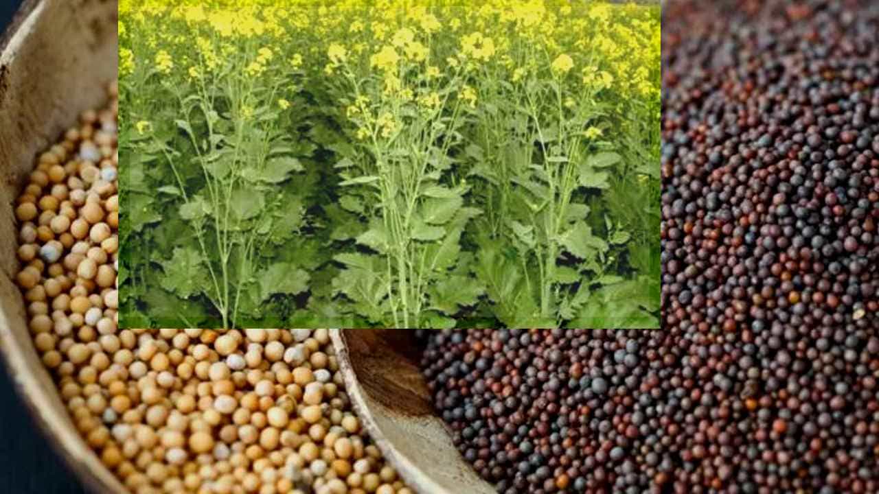 Mustard seed: ಸಾಸಿವೆ ಇಲ್ಲದೆ ಒಗ್ಗರಣೆಯೇ ಇಲ್ಲ ಅಲ್ವಾ!? ಹೌದು ಈ ಸಾಸಿವೆಯಲ್ಲಿದೆ ಆರೋಗ್ಯದ ಖಜಾನೆ, ಏನದು? ಇಲ್ಲಿದೆ ವಿವರ Mustard seed: ಸಾಸಿವೆ ಇಲ್ಲದೆ ಒಗ್ಗರಣೆಯೇ ಇಲ್ಲ ಅಲ್ವಾ!? ಹೌದು ಈ ಸಾಸಿವೆಯಲ್ಲಿದೆ ಆರೋಗ್ಯದ ಖಜಾನೆ, ಏನದು? ಇಲ್ಲಿದೆ ವಿವರ