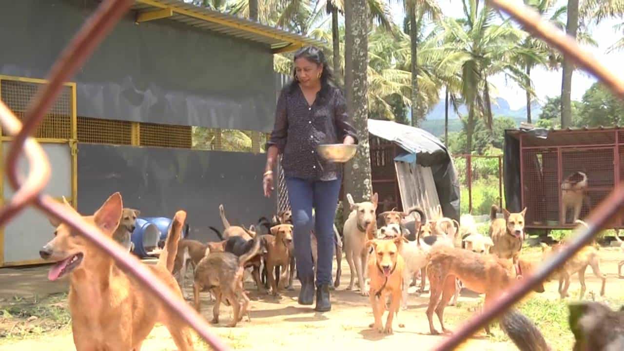 ವೃತ್ತಿಯಲ್ಲಿ ಪ್ರಿನ್ಸಿಪಾಲ್ ಪ್ರವೃತ್ತಿಯಲ್ಲಿ ಬೀದಿನಾಯಿಗಳ ಆಶ್ರಯದಾತೆ; ಗಾಯಗೊಂಡ ಬೀದಿನಾಯಿಗಳನ್ನು ಸಾಕುತ್ತಿರುವ ಪ್ರಿನ್ಸಿಪಾಲ್ ವೃತ್ತಿಯಲ್ಲಿ ಪ್ರಿನ್ಸಿಪಾಲ್ ಪ್ರವೃತ್ತಿಯಲ್ಲಿ ಬೀದಿನಾಯಿಗಳ ಆಶ್ರಯದಾತೆ; ಗಾಯಗೊಂಡ ಬೀದಿನಾಯಿಗಳನ್ನು ಸಾಕುತ್ತಿರುವ ಪ್ರಿನ್ಸಿಪಾಲ್
