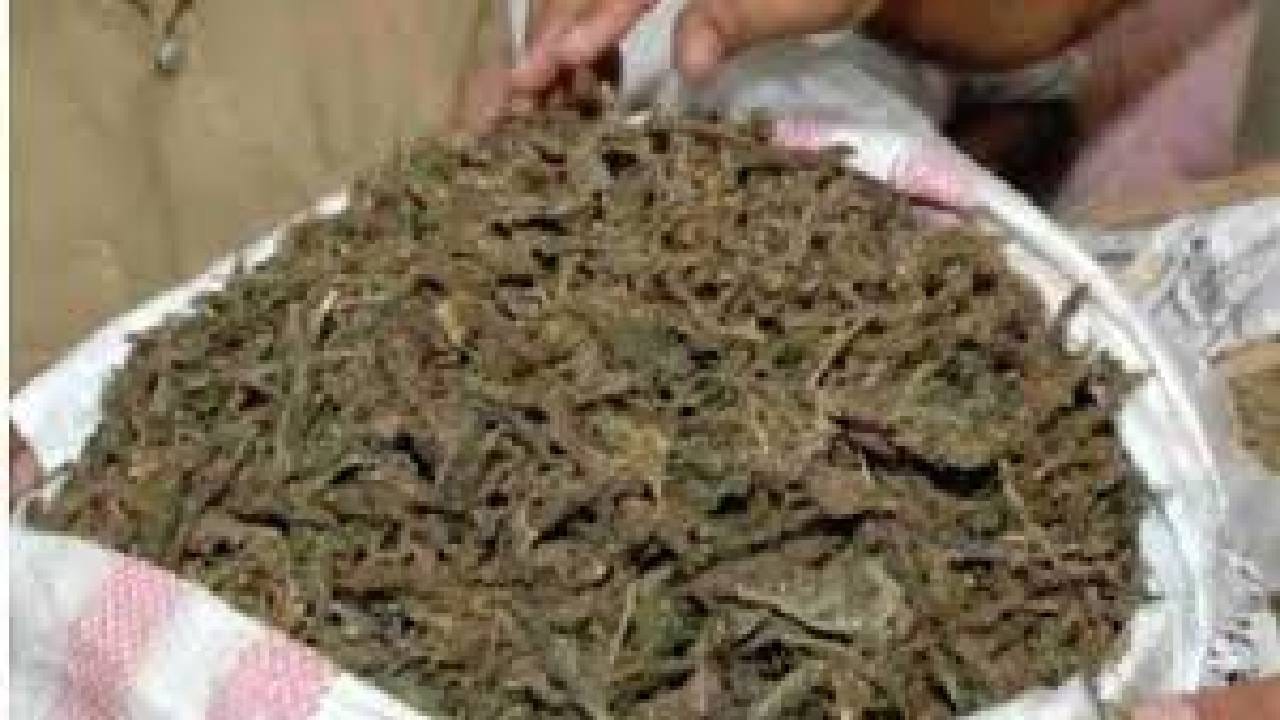 ಅಂತರಾಷ್ಟ್ರೀಯ ಮಾದಕ ವಸ್ತು ವಿರೋಧಿ ದಿನಾಚರಣೆ: ರಾಜ್ಯದ ವಿವಿಧೆಡೆ ಪೊಲೀಸರಿಂದ ಗಾಂಜಾ ನಾಶ ಅಂತರಾಷ್ಟ್ರೀಯ ಮಾದಕ ವಸ್ತು ವಿರೋಧಿ ದಿನಾಚರಣೆ: ರಾಜ್ಯದ ವಿವಿಧೆಡೆ ಪೊಲೀಸರಿಂದ ಗಾಂಜಾ ನಾಶ