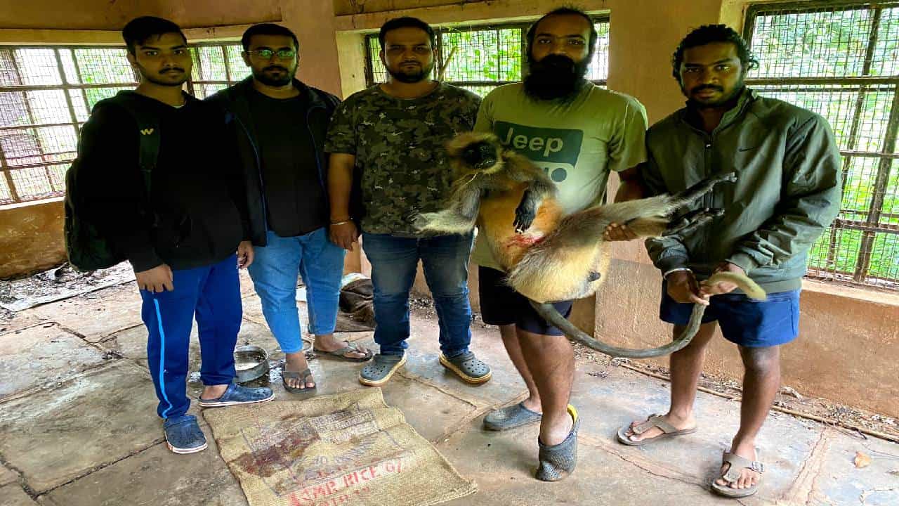 ಮರದ ಮೇಲಿಂದ ಬಿದ್ದು ಹೊಟ್ಟೆ ಹರಿದಿದ್ದ ಕೋತಿಯ ಜೀವ ಕಾಪಾಡಿದ ಪಶು ವೈದ್ಯಾಧಿಕಾರಿ ಮರದ ಮೇಲಿಂದ ಬಿದ್ದು ಹೊಟ್ಟೆ ಹರಿದಿದ್ದ ಕೋತಿಯ ಜೀವ ಕಾಪಾಡಿದ ಪಶು ವೈದ್ಯಾಧಿಕಾರಿ