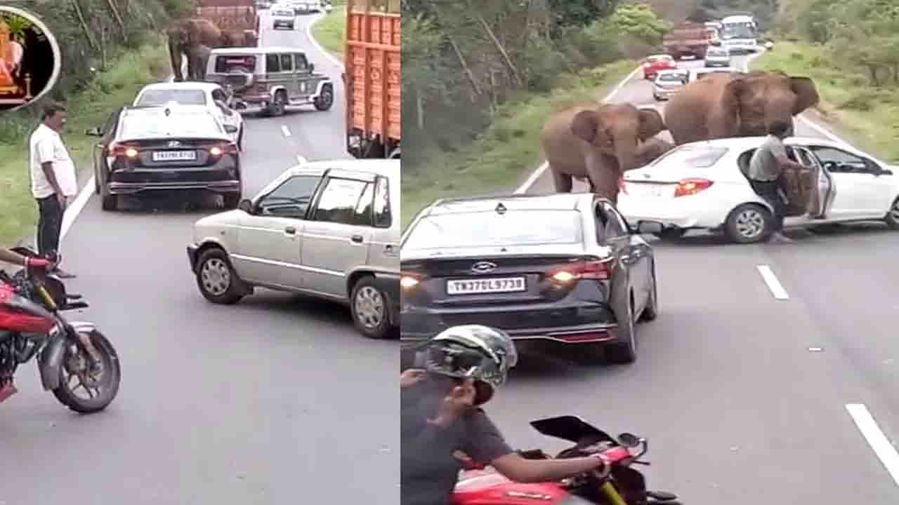 Elephants Attack: ನಡು ರಸ್ತೆಯಲ್ಲಿ ವಾಹನಗಳನ್ನು ಅಡ್ಡ ಗಟ್ಟಿ ಆನೆಗಳ ದಾಳಿ, ನಡುಕ ಹುಟ್ಟಿಸುವಂತ ದೃಶ್ಯ Elephants Attack: ನಡು ರಸ್ತೆಯಲ್ಲಿ ವಾಹನಗಳನ್ನು ಅಡ್ಡ ಗಟ್ಟಿ ಆನೆಗಳ ದಾಳಿ, ನಡುಕ ಹುಟ್ಟಿಸುವಂತ ದೃಶ್ಯ