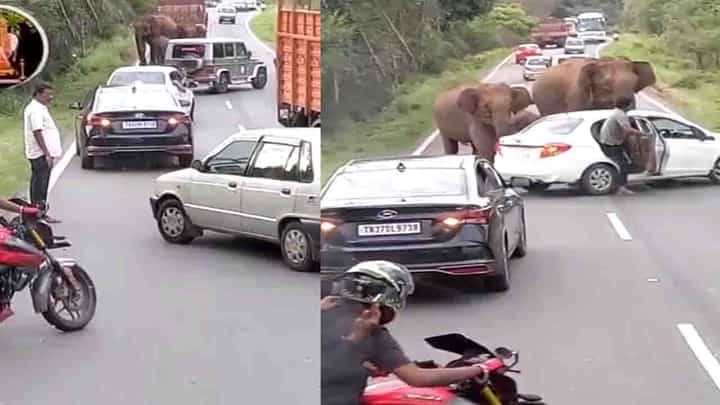 Elephants Attack: ನಡು ರಸ್ತೆಯಲ್ಲಿ ವಾಹನಗಳನ್ನು ಅಡ್ಡ ಗಟ್ಟಿ ಆನೆಗಳ ದಾಳಿ, ನಡುಕ ಹುಟ್ಟಿಸುವಂತ ದೃಶ್ಯ Elephants Attack: ನಡು ರಸ್ತೆಯಲ್ಲಿ ವಾಹನಗಳನ್ನು ಅಡ್ಡ ಗಟ್ಟಿ ಆನೆಗಳ ದಾಳಿ, ನಡುಕ ಹುಟ್ಟಿಸುವಂತ ದೃಶ್ಯ