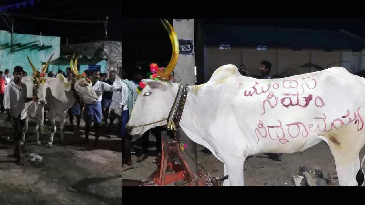 ಉತ್ತರ ಕರ್ನಾಟಕದಲ್ಲಿ ಕಾರ ಹುಣ್ಣಿಮೆ ಸಡಗರ: ಎತ್ತುಗಳ ಸಿಂಗರಿಸಿ ಸಂಭ್ರಮಿಸಿದ ರೈತರು, ಗಮನ ಸೆಳೆದ ಸಿಎಂ ಸಿದ್ದರಾಮಯ್ಯ ಬರಹ ಉತ್ತರ ಕರ್ನಾಟಕದಲ್ಲಿ ಕಾರ ಹುಣ್ಣಿಮೆ ಸಡಗರ: ಎತ್ತುಗಳ ಸಿಂಗರಿಸಿ ಸಂಭ್ರಮಿಸಿದ ರೈತರು, ಗಮನ ಸೆಳೆದ ಸಿಎಂ ಸಿದ್ದರಾಮಯ್ಯ ಬರಹ