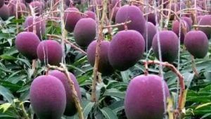 World's Most Expensive And Tasty Mango: ವಿಶ್ವದ ಅತ್ಯಂತ ದುಬಾರಿ ಮಾವಿನ ಹಣ್ಣಿದು; ಕೇಜಿಗೆ ಎಷ್ಟು ಲಕ್ಷ?