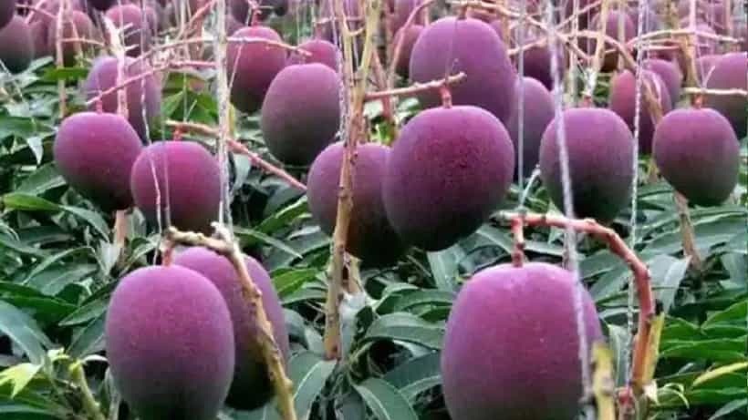 Worlds Most Expensive And Tasty Mango: ವಿಶ್ವದ ಅತ್ಯಂತ ದುಬಾರಿ ಮಾವಿನ ಹಣ್ಣಿದು; ಕೇಜಿಗೆ ಎಷ್ಟು ಲಕ್ಷ?