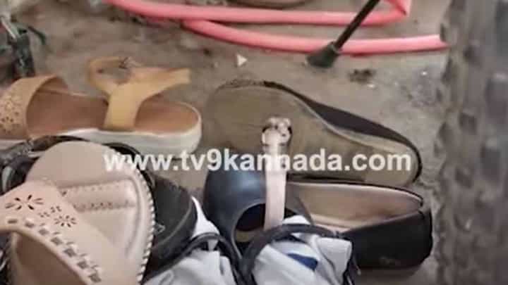 ಮೈಸೂರು: ಮಗುವಿನ ಶಾಲಾ ಶೂನಲ್ಲಿ ಇತ್ತೊಂದು ಚಿಕ್ಕ ನಾಗರಹಾವು, ಸ್ನೇಕ್ ಶ್ಯಾಮ್ ಅದನ್ನು ಹಿಡಿದೊಯ್ದರು! ಮೈಸೂರು: ಮಗುವಿನ ಶಾಲಾ ಶೂನಲ್ಲಿ ಇತ್ತೊಂದು ಚಿಕ್ಕ ನಾಗರಹಾವು, ಸ್ನೇಕ್ ಶ್ಯಾಮ್ ಅದನ್ನು ಹಿಡಿದೊಯ್ದರು!