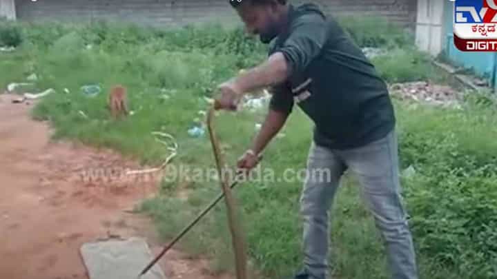 ನೆಲಮಂಗಲ: ಕಾದಾಡುತ್ತಿದ್ದ ಎರಡು ಹಾವುಗಳನ್ನು ಉರಗ ತಜ್ಞ ನಾಗೇಂದ್ರ ಹಿಡಿದು ಸುರಕ್ಷಿತವಾಗಿ ಅರಣ್ಯಪ್ರದೇಶದಲ್ಲಿ ಬಿಟ್ಟರು ನೆಲಮಂಗಲ: ಕಾದಾಡುತ್ತಿದ್ದ ಎರಡು ಹಾವುಗಳನ್ನು ಉರಗ ತಜ್ಞ ನಾಗೇಂದ್ರ ಹಿಡಿದು ಸುರಕ್ಷಿತವಾಗಿ ಅರಣ್ಯಪ್ರದೇಶದಲ್ಲಿ ಬಿಟ್ಟರು