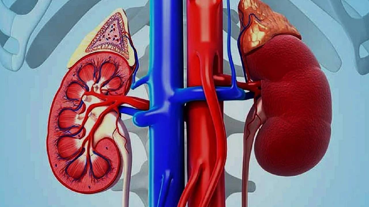 Kidney Problem: ಕಿಡ್ನಿ ಸಮಸ್ಯೆಗಳಿಂದ ದೂರವಿರಲು ಈ ಕೆಲಸವನ್ನು ನಿತ್ಯ ತಪ್ಪದೇ ಮಾಡಿ