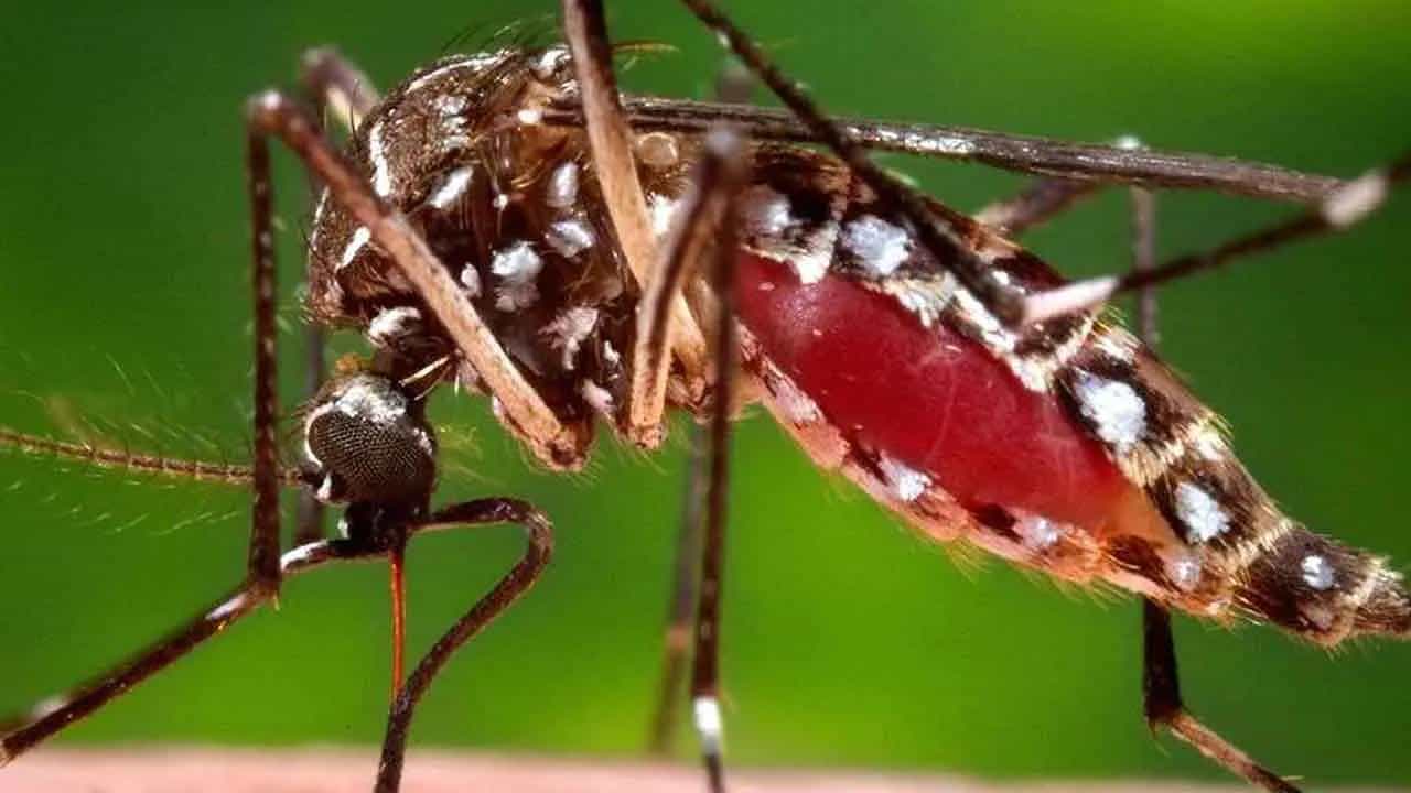 West Nile Fever: ವೆಸ್ಟ್ ನೈಲ್ ಜ್ವರ ಎಂದರೇನು? ಮಲೇರಿಯಾಗಿಂತ ಭಿನ್ನವೇ? West Nile Fever: ವೆಸ್ಟ್ ನೈಲ್ ಜ್ವರ ಎಂದರೇನು? ಮಲೇರಿಯಾಗಿಂತ ಭಿನ್ನವೇ?