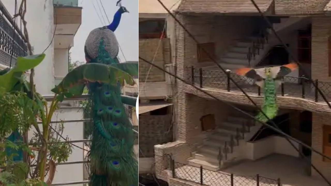 Viral Video: ಮನೆಮನೆಗೆ ಹಾರಿಕೊಂಡು ಹೋದ ನವಿಲಿನ ವಿಡಿಯೋ ಪರಿಸರ ದಿನದಂದು ವೈರಲ್