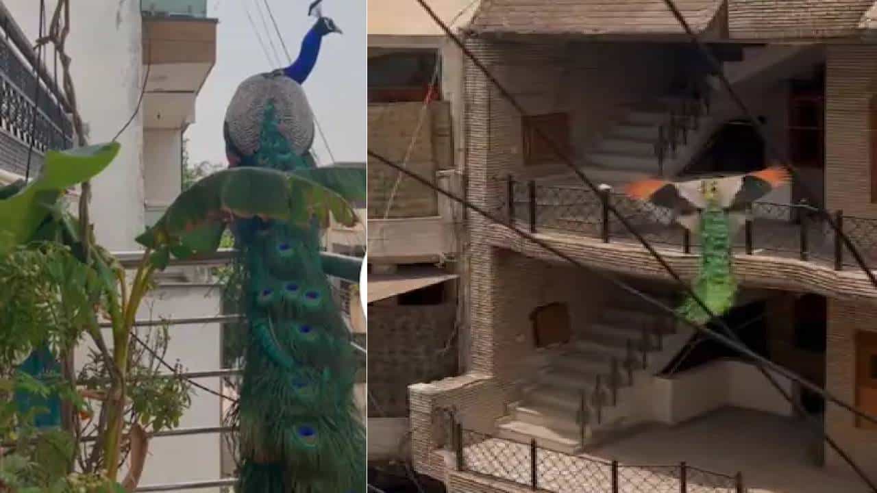 Viral Video: ಮನೆಮನೆಗೆ ಹಾರಿಕೊಂಡು ಹೋದ ನವಿಲಿನ ವಿಡಿಯೋ ಪರಿಸರ ದಿನದಂದು ವೈರಲ್ Viral Video: ಮನೆಮನೆಗೆ ಹಾರಿಕೊಂಡು ಹೋದ ನವಿಲಿನ ವಿಡಿಯೋ ಪರಿಸರ ದಿನದಂದು ವೈರಲ್