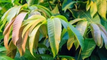 Mango Leaves: ಮಾವಿನ ಎಲೆಯಲ್ಲಿದೆ ಮಧುಮೇಹ ಗುಣಪಡಿಸುವ ಶಕ್ತಿ, ಬಳಕೆ ಹೇಗೆ?