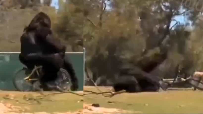 Viral Video: ಸೈಕಲ್ ಸವಾರಿ ವೇಳೆ ಬಿದ್ದ ಗೋರಿಲ್ಲಾ, ನೆಟ್ಟಿಜನ್ಗಳಿಗೆ ಸಖತ್ ಮನರಂಜನೆ
