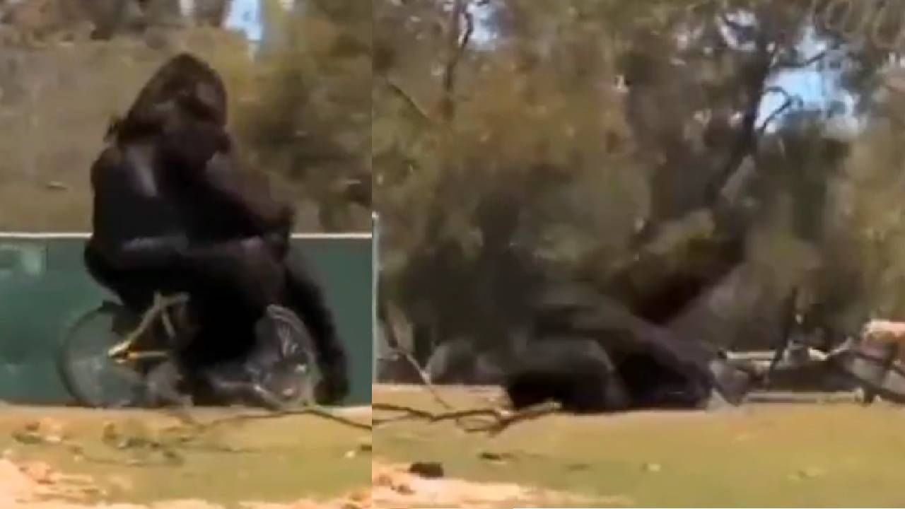 Viral Video: ಸೈಕಲ್ ಸವಾರಿ ವೇಳೆ ಬಿದ್ದ ಗೋರಿಲ್ಲಾ, ನೆಟ್ಟಿಜನ್ಗಳಿಗೆ ಸಖತ್ ಮನರಂಜನೆ