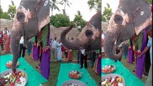 Viral Video: "ಹ್ಯಾಪಿ ಬರ್ತ್ ​ಡೇ ಅಖಿಲಾ", ಆನೆಯ ಹುಟ್ಟುಹಬ್ಬ ಆಚರಿಸಿದ ವಿಡಿಯೋ ವೈರಲ್