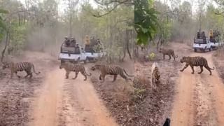 ಸಮುದ್ರದಲ್ಲಿ ಶಾರ್ಕ್​ ಪಾಯಿಂಟ್​ಗೆ ಬಿದ್ದು ಪಾರಾದ ವ್ಯಕ್ತಿ! ಇದು ಕಾದಂಬರಿಯಲ್ಲ, ಮೈ ಜುಮ್ಮೆನ್ನುವ ನೈಜ ಕಥೆ