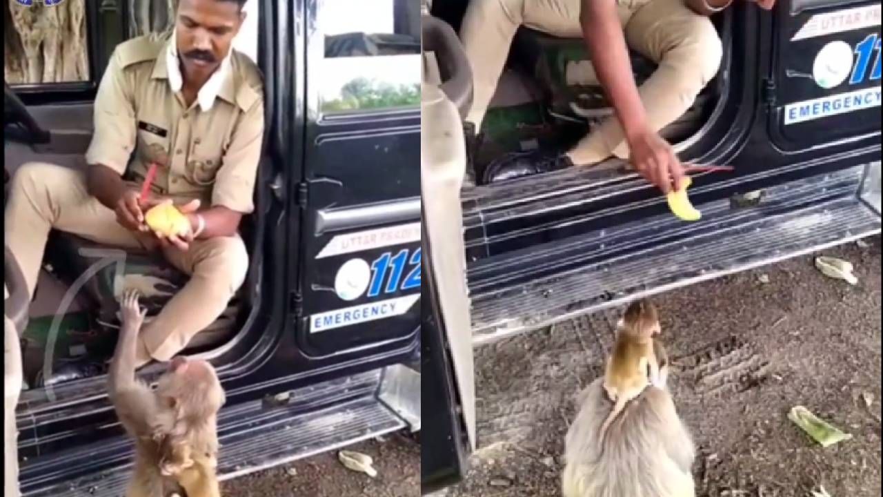 Viral Video: ಮಂಗಗಳಿಗೆ ಮಾವಿನ ಹಣ್ಣು ತಿನ್ನಿಸಿದ ಕಾನ್​ಸ್ಟೆಬಲ್​, ಇದುವೇ ಮಾನವೀಯತೆ ಎಂದ ನೆಟ್ಟಿಗರು