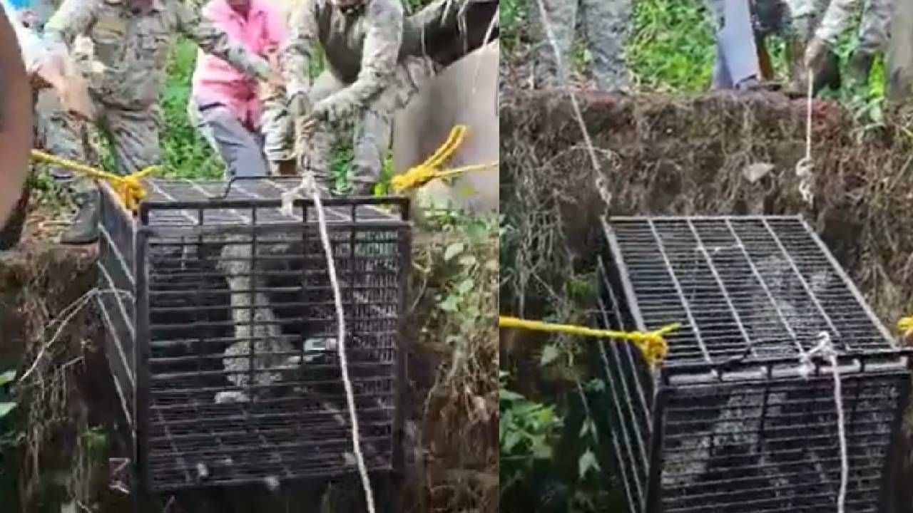 Viral Video: ಬಾವಿಗೆ ಬಿದ್ದ ಚಿರತೆ, ಅರಣ್ಯಾಧಿಕಾರಿಗಳ ರಕ್ಷಣಾ ಕಾರ್ಯಕ್ಕೆ ನೆಟ್ಟಿಗರ ಶ್ಲಾಘನೆ Viral Video: ಬಾವಿಗೆ ಬಿದ್ದ ಚಿರತೆ, ಅರಣ್ಯಾಧಿಕಾರಿಗಳ ರಕ್ಷಣಾ ಕಾರ್ಯಕ್ಕೆ ನೆಟ್ಟಿಗರ ಶ್ಲಾಘನೆ