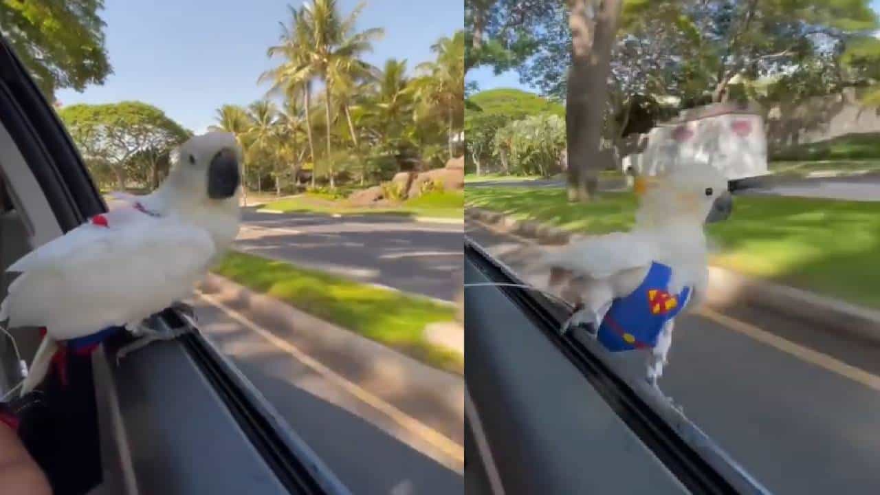 Viral Video: ಮನುಷ್ಯರಂತೆ ಕಾರು ರೈಡಿಂಗ್ನಲ್ಲಿ ಸಾಹಸ ಮಾಡಿದ ಗಿಳಿ, 'ಸೂಪರ್ ಹೀರೋ' ವಿಡಿಯೋ ವೈರಲ್ Viral Video: ಮನುಷ್ಯರಂತೆ ಕಾರು ರೈಡಿಂಗ್ನಲ್ಲಿ ಸಾಹಸ ಮಾಡಿದ ಗಿಳಿ, 'ಸೂಪರ್ ಹೀರೋ' ವಿಡಿಯೋ ವೈರಲ್