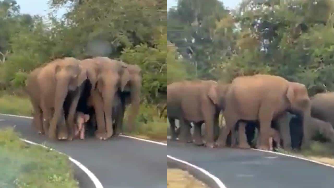 Viral Video: ಯಾವ ಭದ್ರತೆಗೂ ಕಮ್ಮಿ ಇಲ್ಲ ಈ ಆನೆ ಮರಿಯ ಸೆಕ್ಯೂರಿಟಿ! Z+ ಅಲ್ಲ Z+++ ಸೆಕ್ಯೂರಿಟಿ ಇದು Viral Video: ಯಾವ ಭದ್ರತೆಗೂ ಕಮ್ಮಿ ಇಲ್ಲ ಈ ಆನೆ ಮರಿಯ ಸೆಕ್ಯೂರಿಟಿ! Z+ ಅಲ್ಲ Z+++ ಸೆಕ್ಯೂರಿಟಿ ಇದು