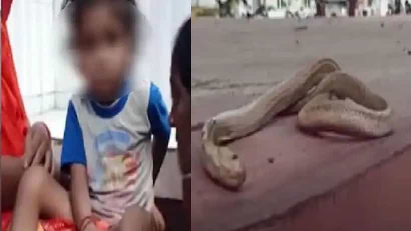 ನಾಲ್ಕು ವರ್ಷದ ಮಗುವಿಗೆ ಕಚ್ಚಿದ 30 ಸೆಕೆಂಡ್ಗಳಲ್ಲಿ ಸಾವನ್ನಪ್ಪಿದ ಹಾವು! ಇದು ಸಾಧ್ಯವೇ? ಇಲ್ಲಿದೆ ಮಾಹಿತಿ