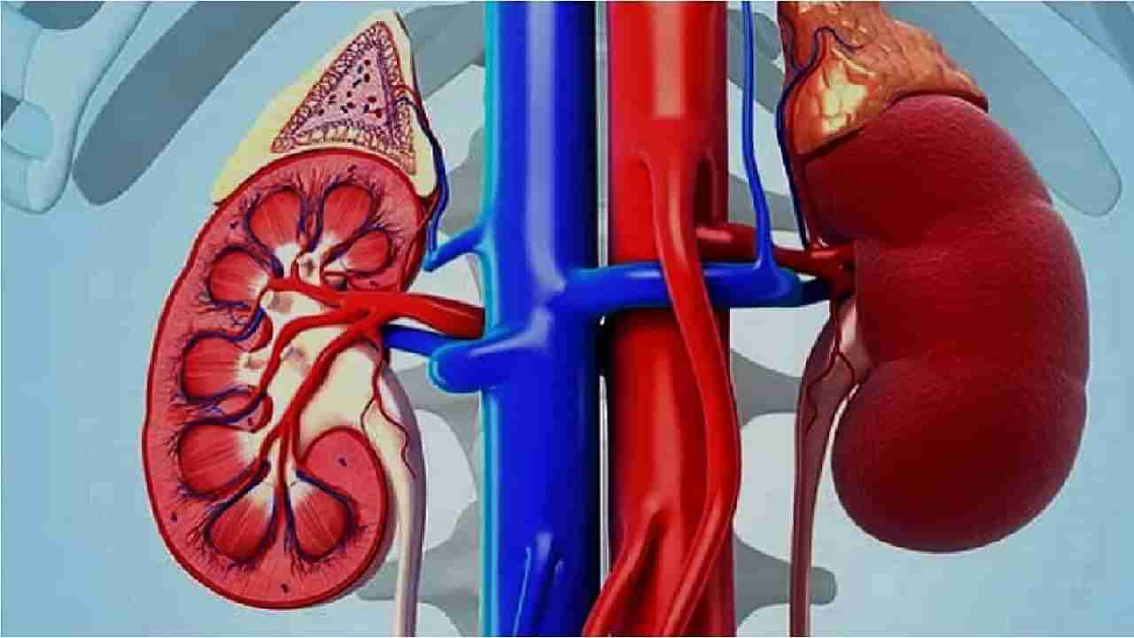 Kidney Problem: ನಿಮ್ಮ ಈ ಅಭ್ಯಾಸಗಳು ನಿಮಗೇ ತಿಳಿಯದಂತೆ ಕಿಡ್ನಿ ಮೇಲೆ ಪರಿಣಾಮ ಬೀರಬಹುದು