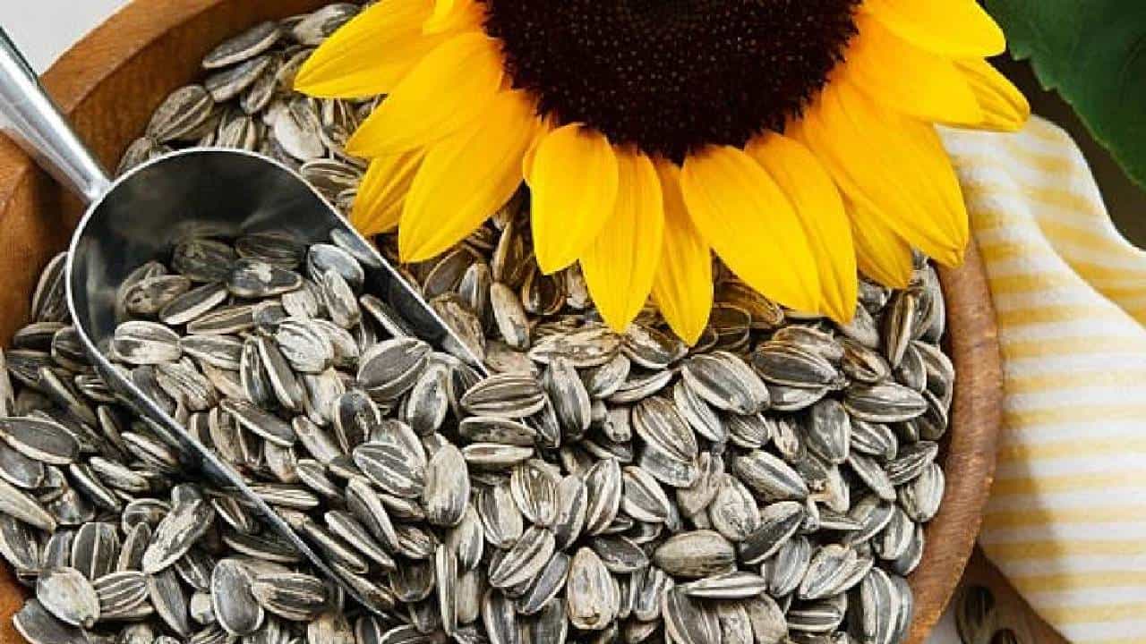 Sunflower Seeds: ಕೊಬ್ಬು ಕರಗಿಸುವ ಶಕ್ತಿ ಇರುವ ಸೂರ್ಯಕಾಂತಿ ಬೀಜದ ಇತರೆ ಪ್ರಯೋಜನಗಳ ಬಗ್ಗೆ ತಿಳಿಯಿರಿ Sunflower Seeds: ಕೊಬ್ಬು ಕರಗಿಸುವ ಶಕ್ತಿ ಇರುವ ಸೂರ್ಯಕಾಂತಿ ಬೀಜದ ಇತರೆ ಪ್ರಯೋಜನಗಳ ಬಗ್ಗೆ ತಿಳಿಯಿರಿ