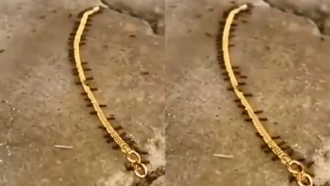 Viral Video: ಕ್ಯಾಮಾರಾ ಕಣ್ಣಿಗೆ ಬಿದ್ದ 'ಚಿನ್ನದ ಸರ ಸಾಗಾಣಿಕದಾರರು': ಇರುವೆಗಳ ಸಾಹಸದ ವಿಡಿಯೋ ವೈರಲ್