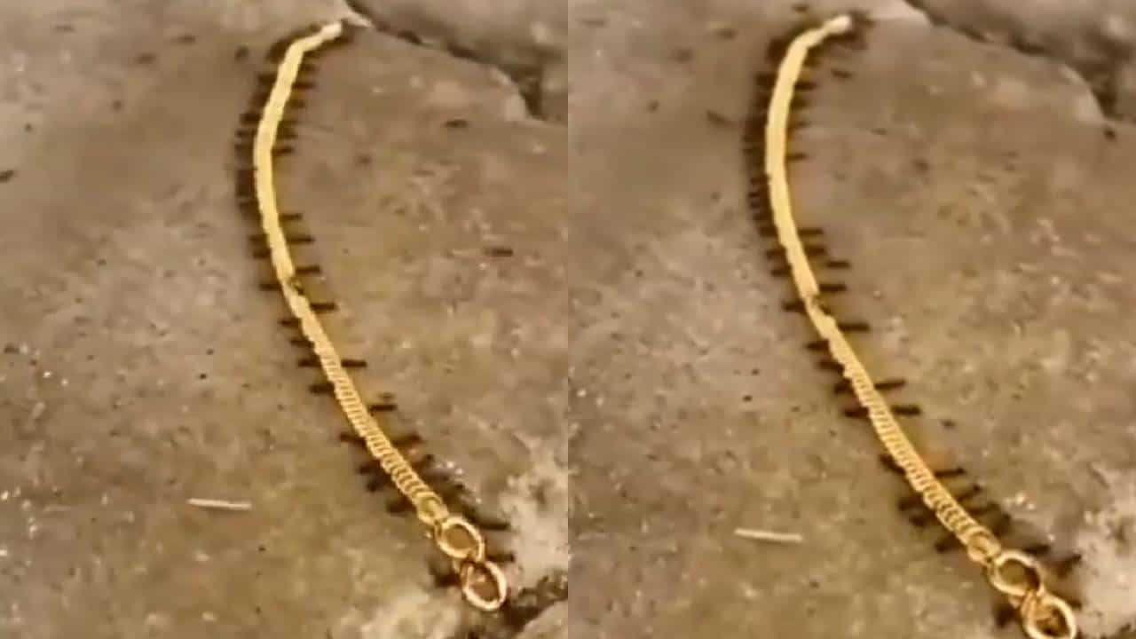 Viral Video: ಕ್ಯಾಮಾರಾ ಕಣ್ಣಿಗೆ ಬಿದ್ದ 'ಚಿನ್ನದ ಸರ ಸಾಗಾಣಿಕದಾರರು': ಇರುವೆಗಳ ಸಾಹಸದ ವಿಡಿಯೋ ವೈರಲ್ Viral Video: ಕ್ಯಾಮಾರಾ ಕಣ್ಣಿಗೆ ಬಿದ್ದ 'ಚಿನ್ನದ ಸರ ಸಾಗಾಣಿಕದಾರರು': ಇರುವೆಗಳ ಸಾಹಸದ ವಿಡಿಯೋ ವೈರಲ್